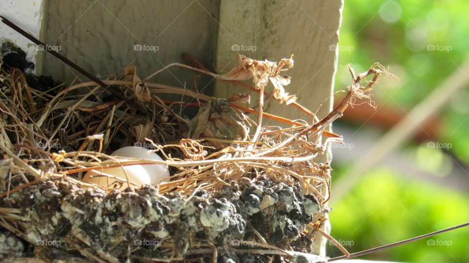 Bird Nest