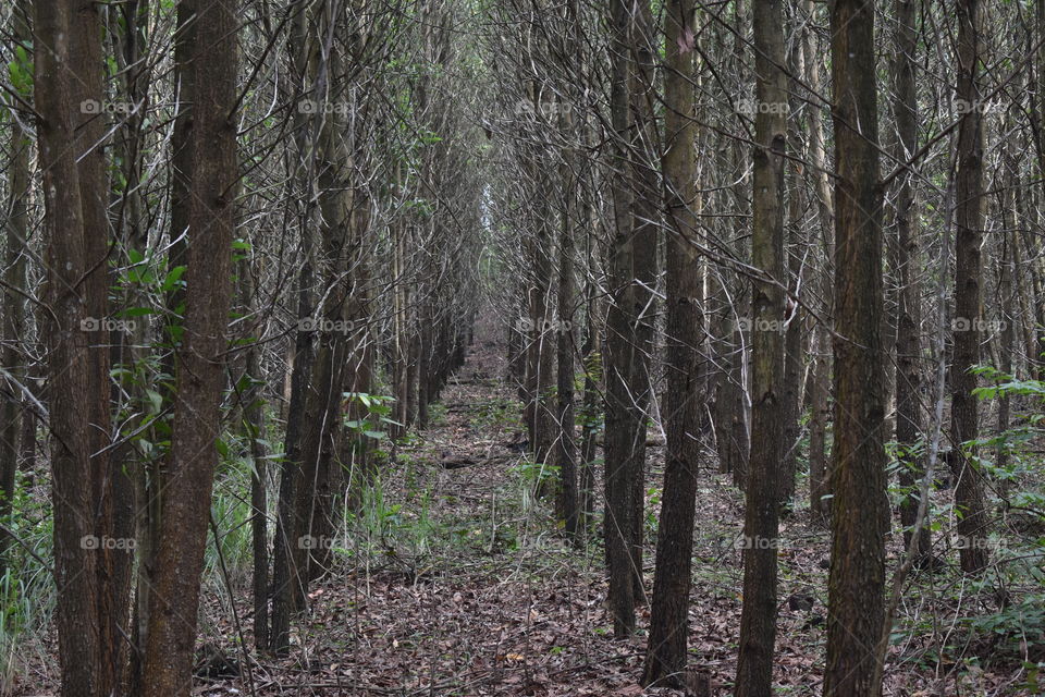 trees planted on straight line