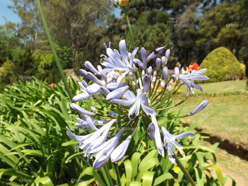 Agapanthus or Lily of the Nile. Santo Antonio do Pinhal, Brazil. Close up.