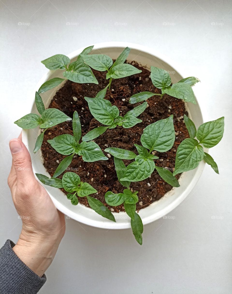 green leaves sprouts spring time and female hand