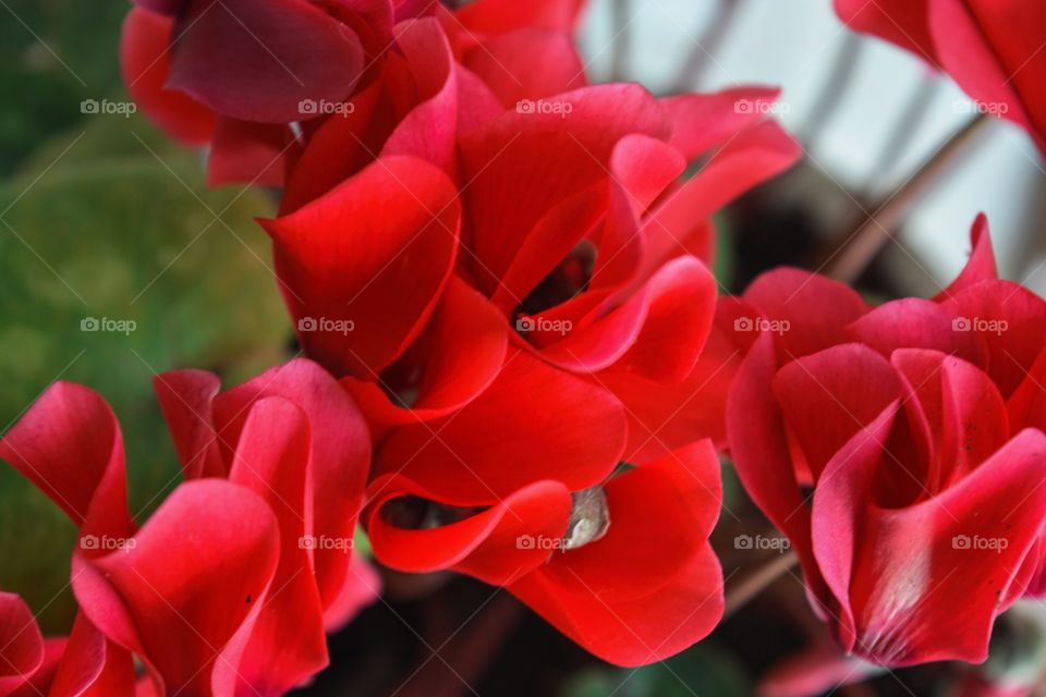 Closeup of red home flowers