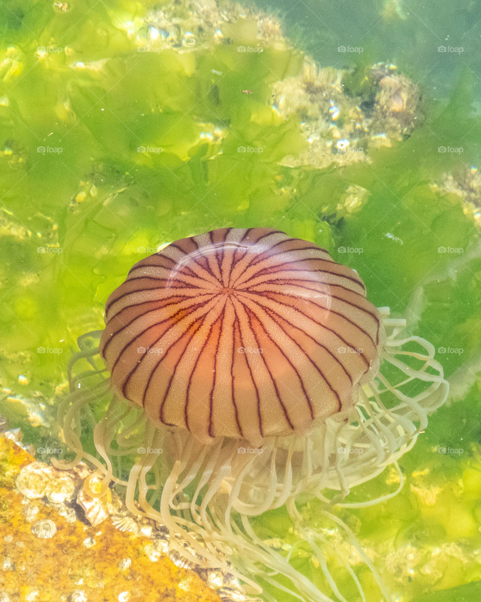 Jellyfish