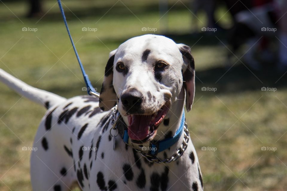 Dalmatian 