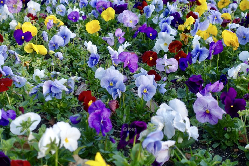 Colourful pansy flowerbed.