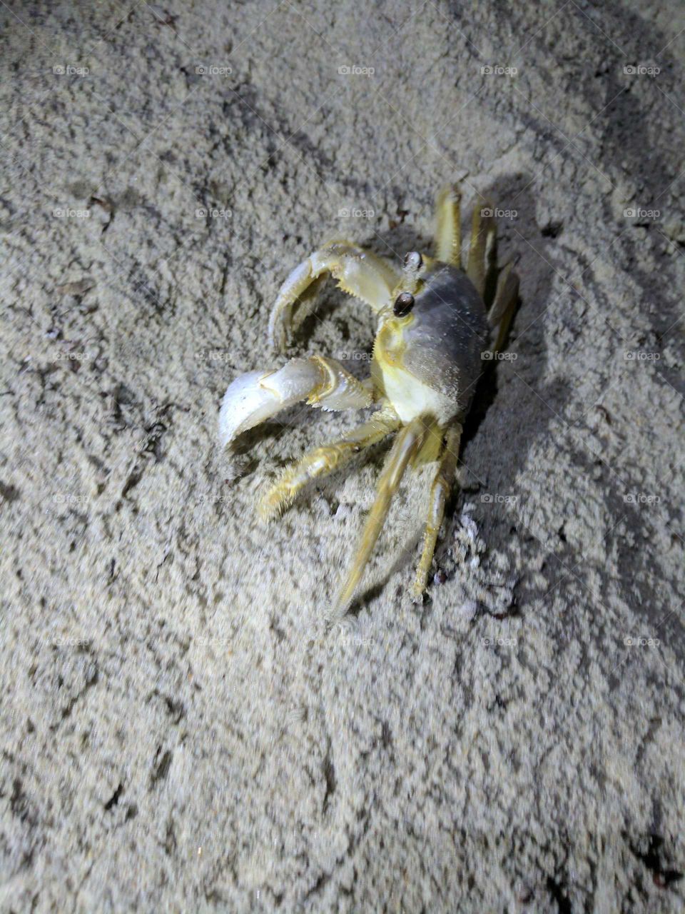 crab