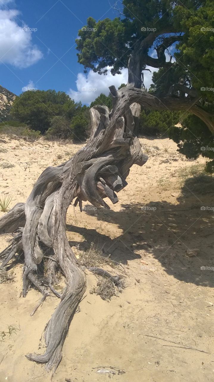 strange tree