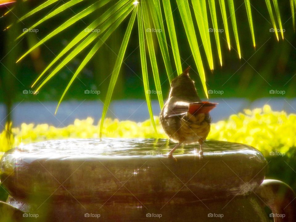 Bird bath - Port St Lucie, Florida 