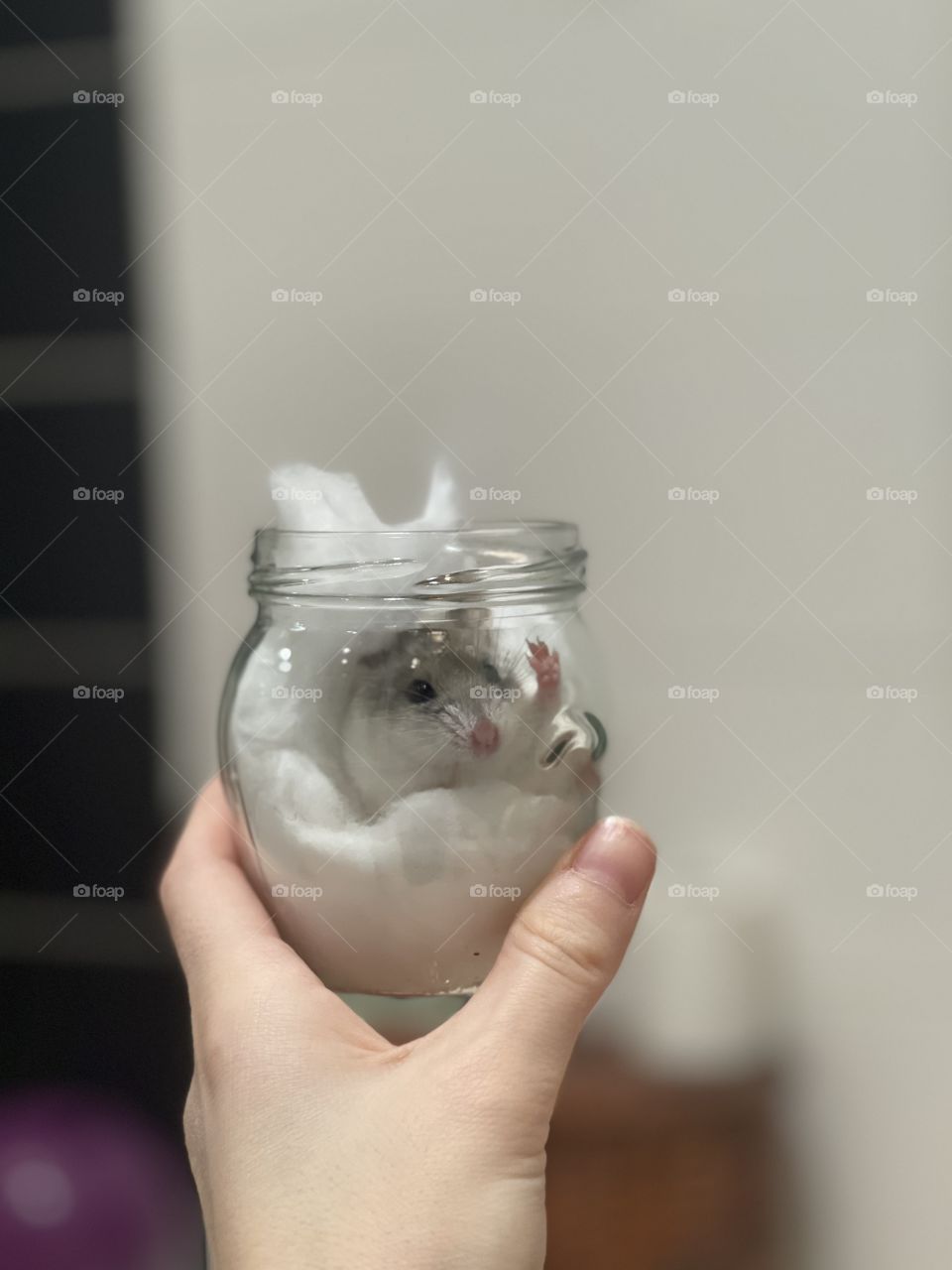 A little hamster say hello to his owner