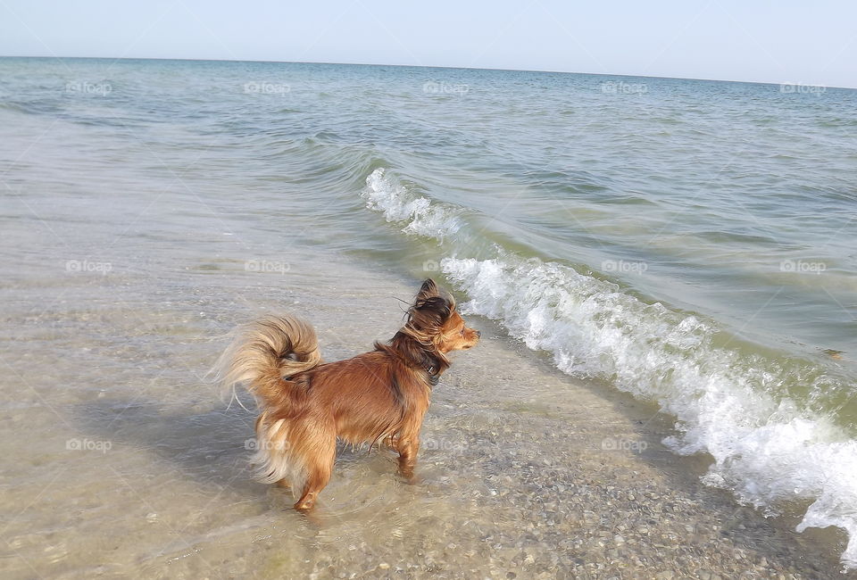 small brown dog on the beach