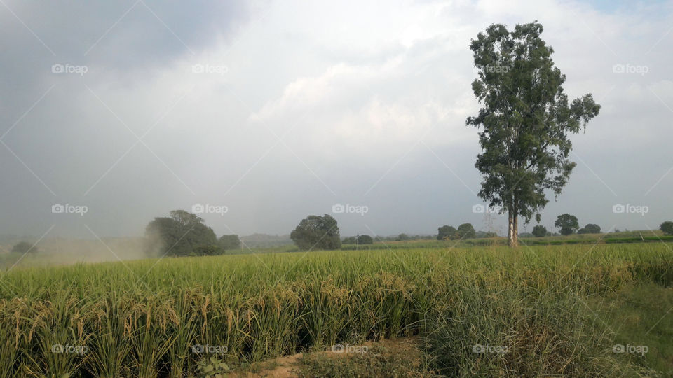 Fields and trees, sign of good air and purity.