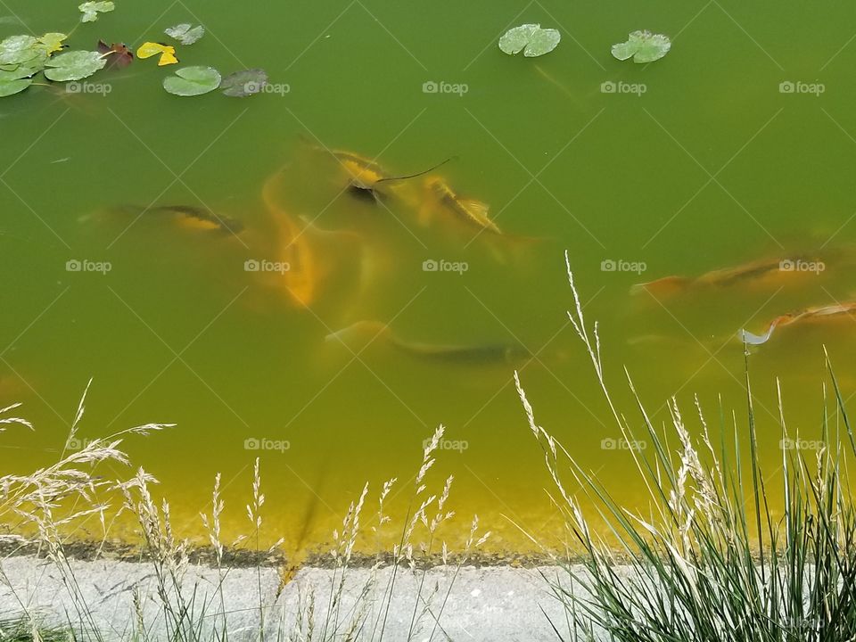 pond