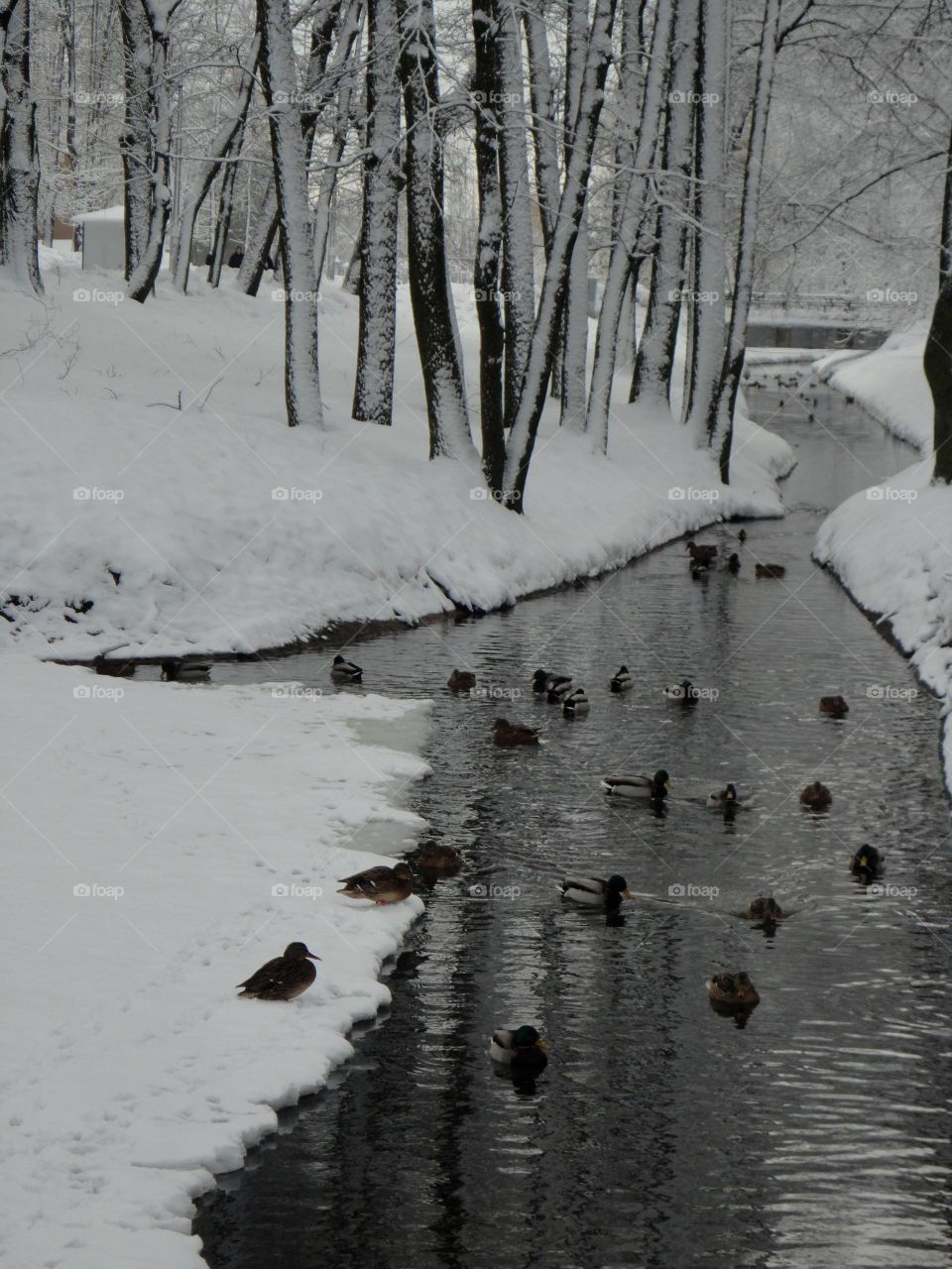 Snow, Winter, Cold, Ice, Frost