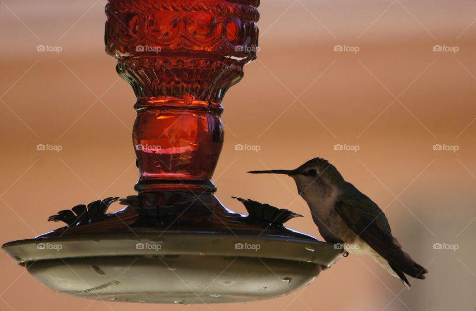 Hummingbird