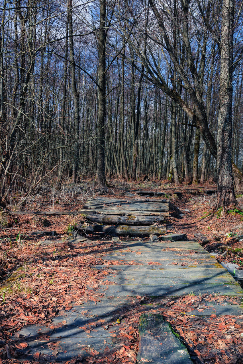 old abandoned wooden road through the forest swamp. vertical spring landscape