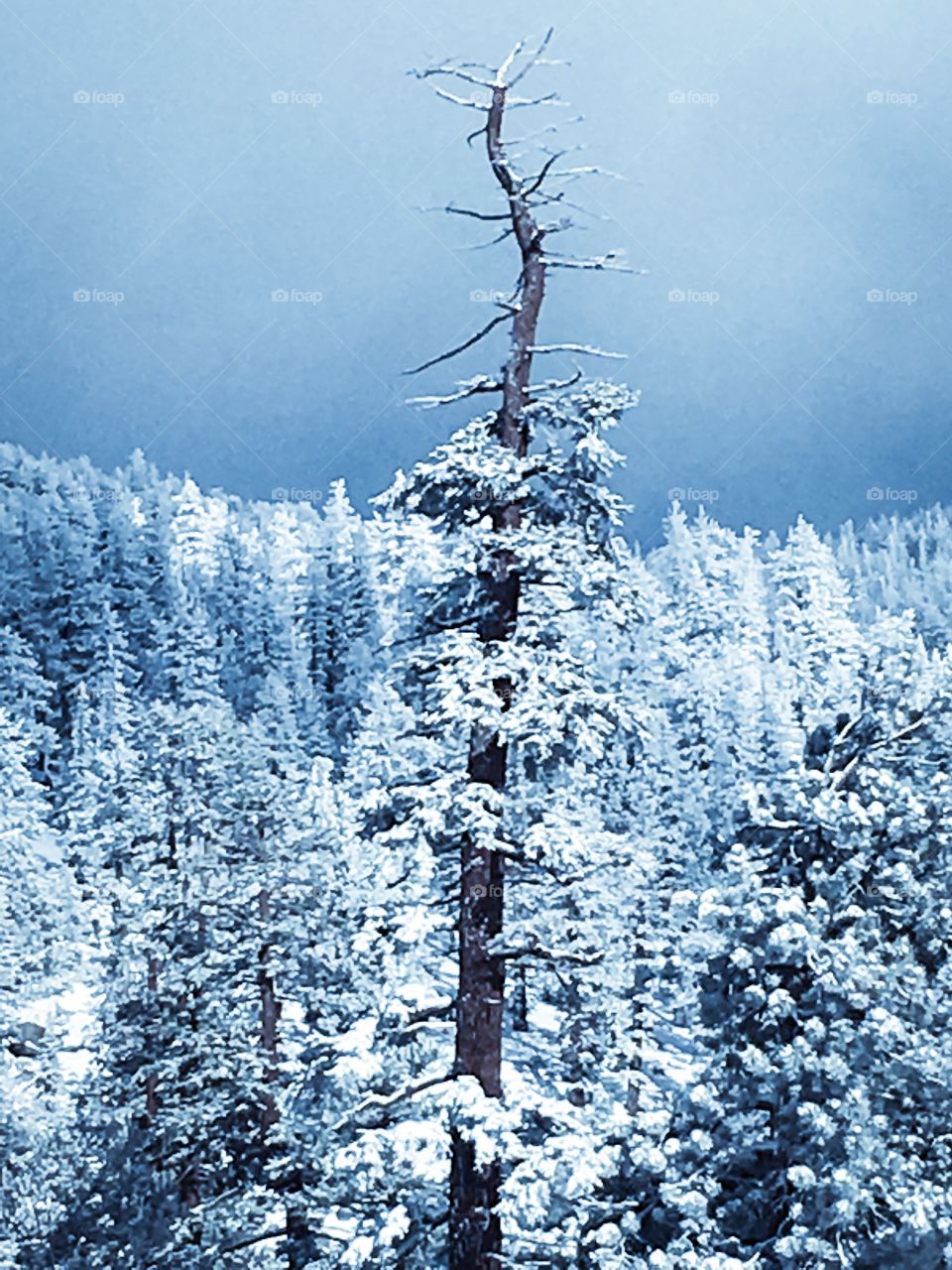 Snowy trees
