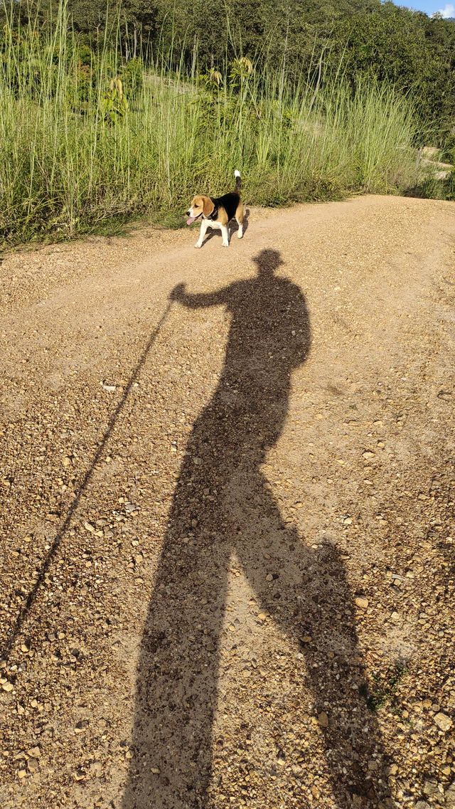 Shadow of hiking man with his beagle dog walking beside him