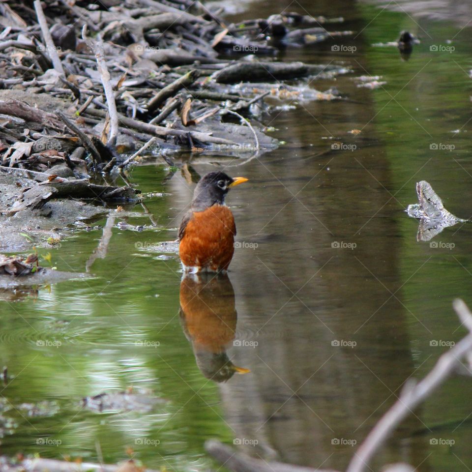 Reflections 