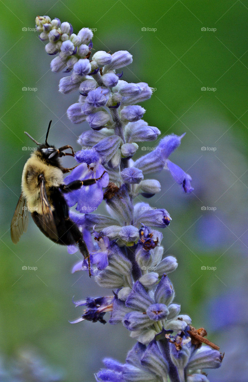Bumble Bee extracting and pollinating a purple flower! Nature is so mysterious! 