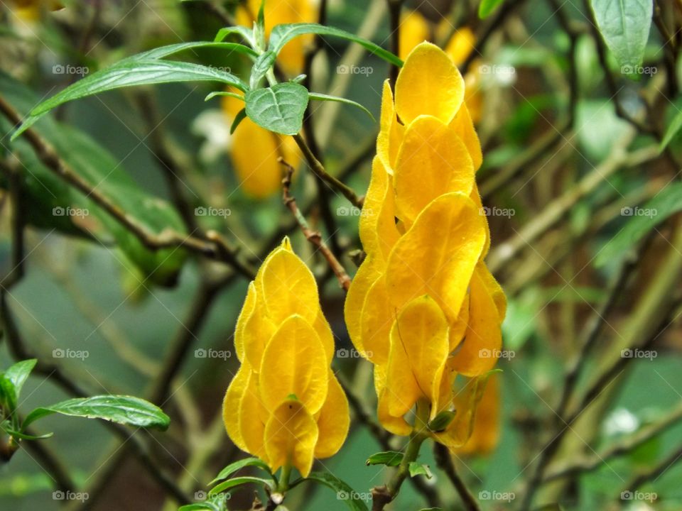 Pachystachys lutea flower