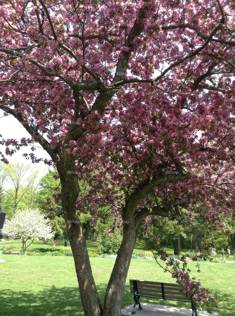 Cherry blossom tree