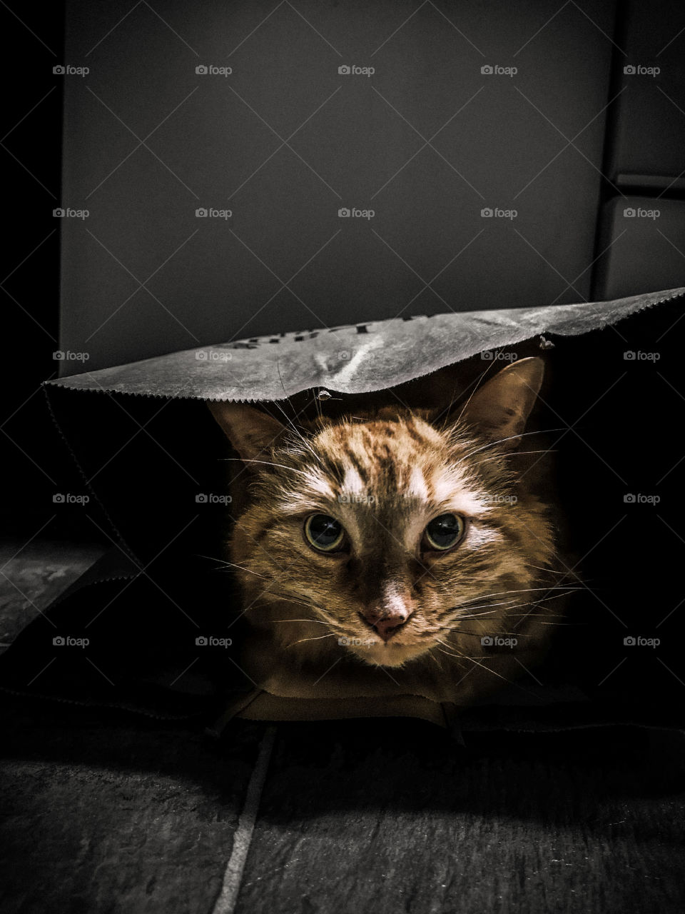orange cat looks out from his hiding place in a paper bag