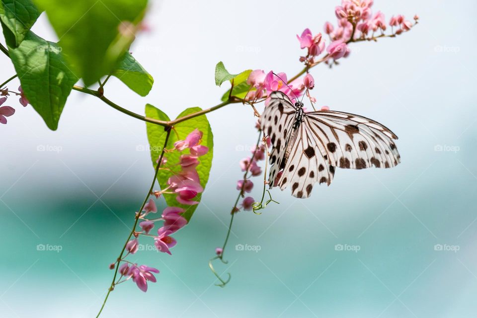 Exotic butterfly on the flowers