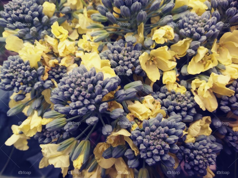 Broccoli flowers in the summer
