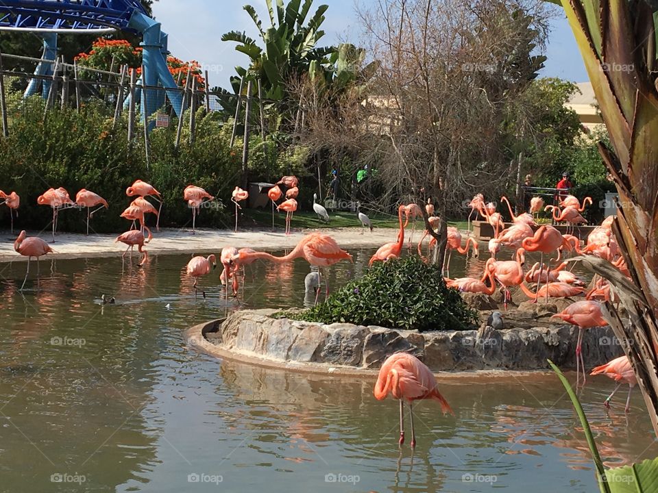 Group of flamingos, cooling off in the pool, displaying their long legs and necks and their bright pink plumes