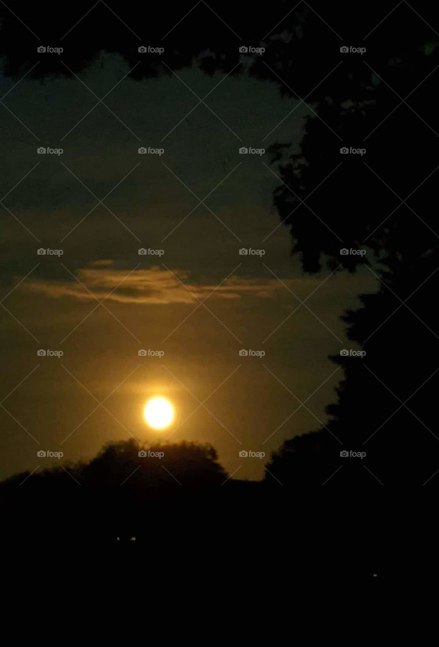 Beautiful Moon lit summer evening