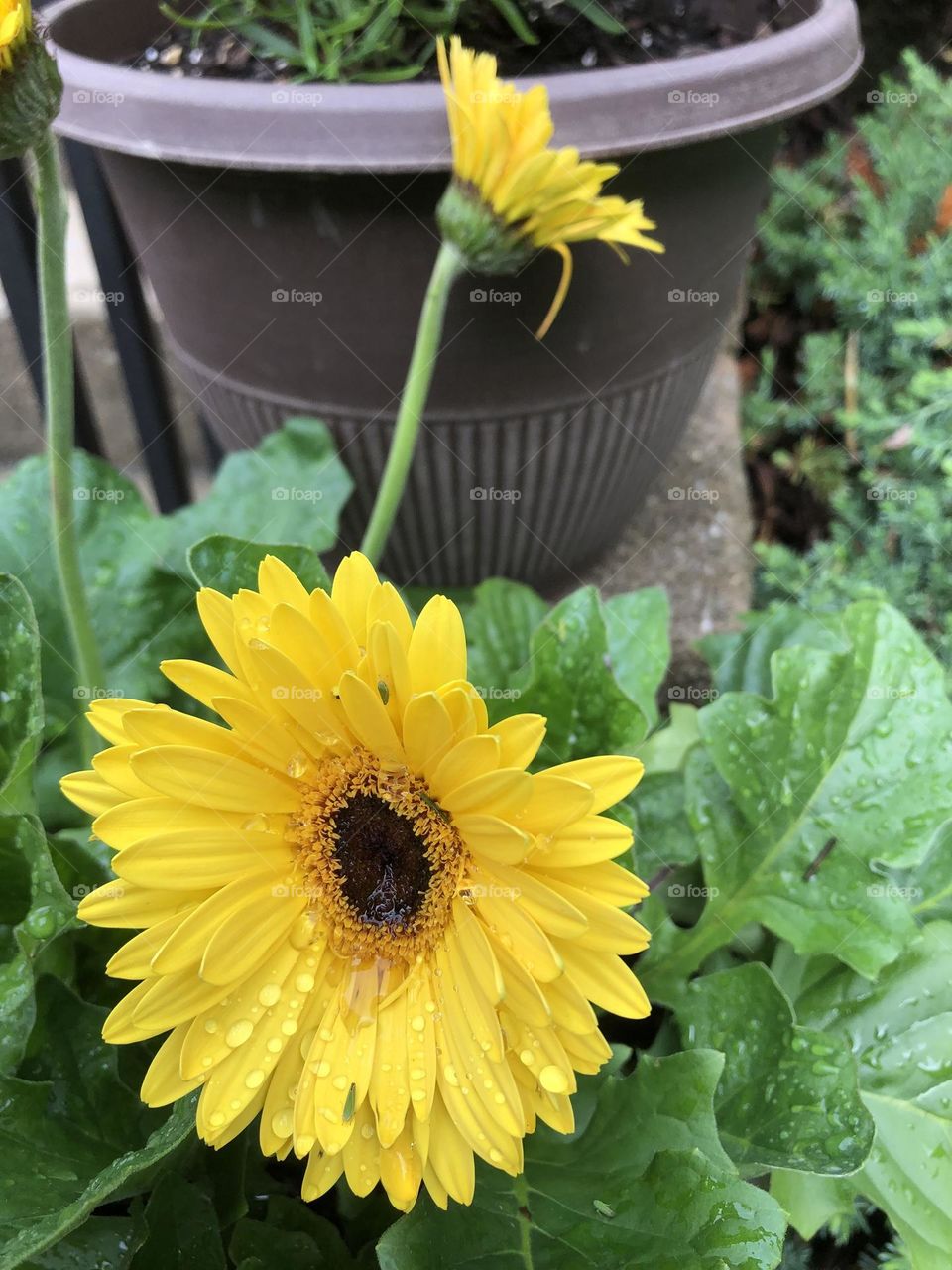 The Daily Daisy update on colorful backyard container gardening yellow daisies blooming in summer