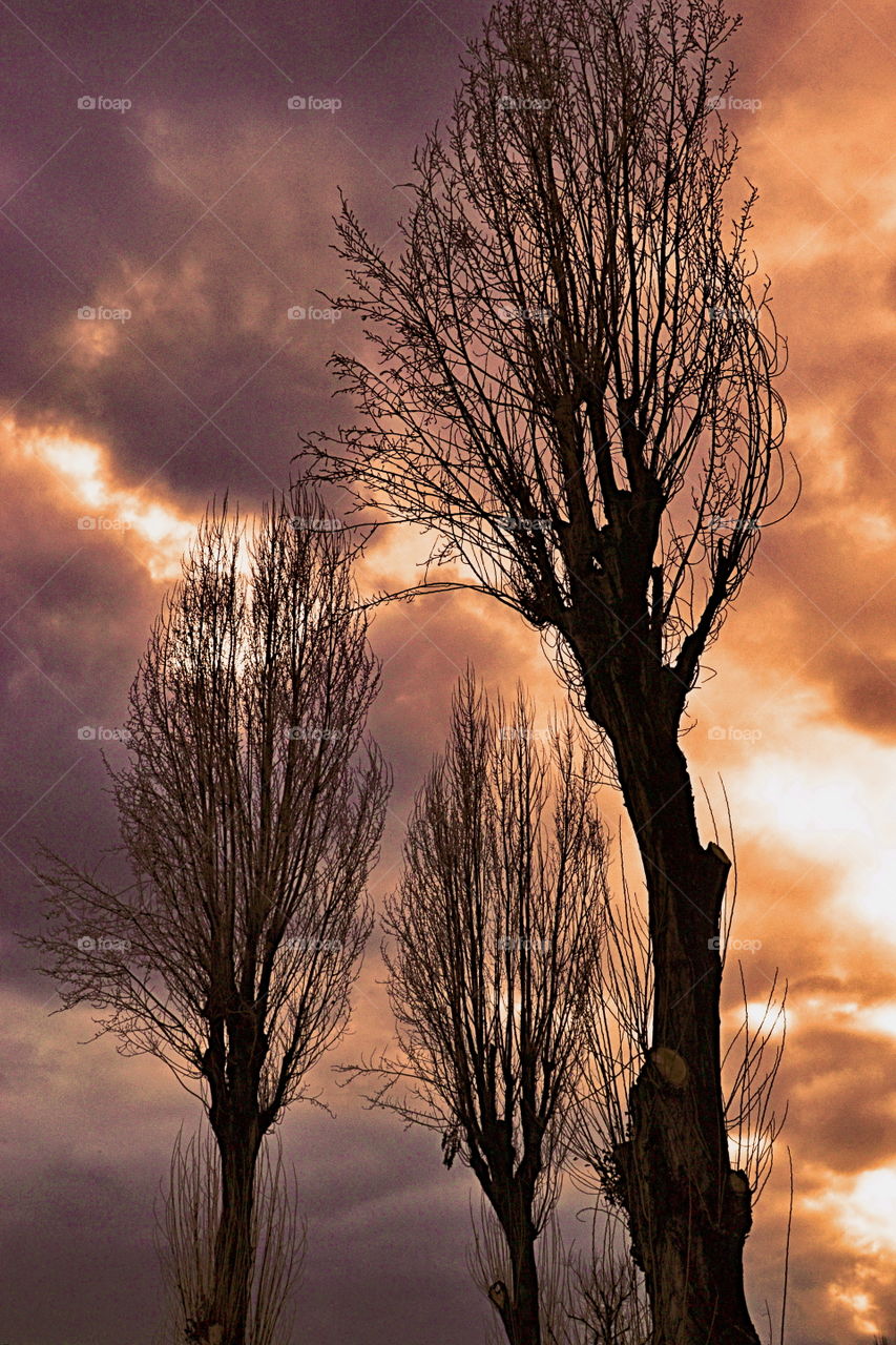 alberi spogli nel cielo al tramonto