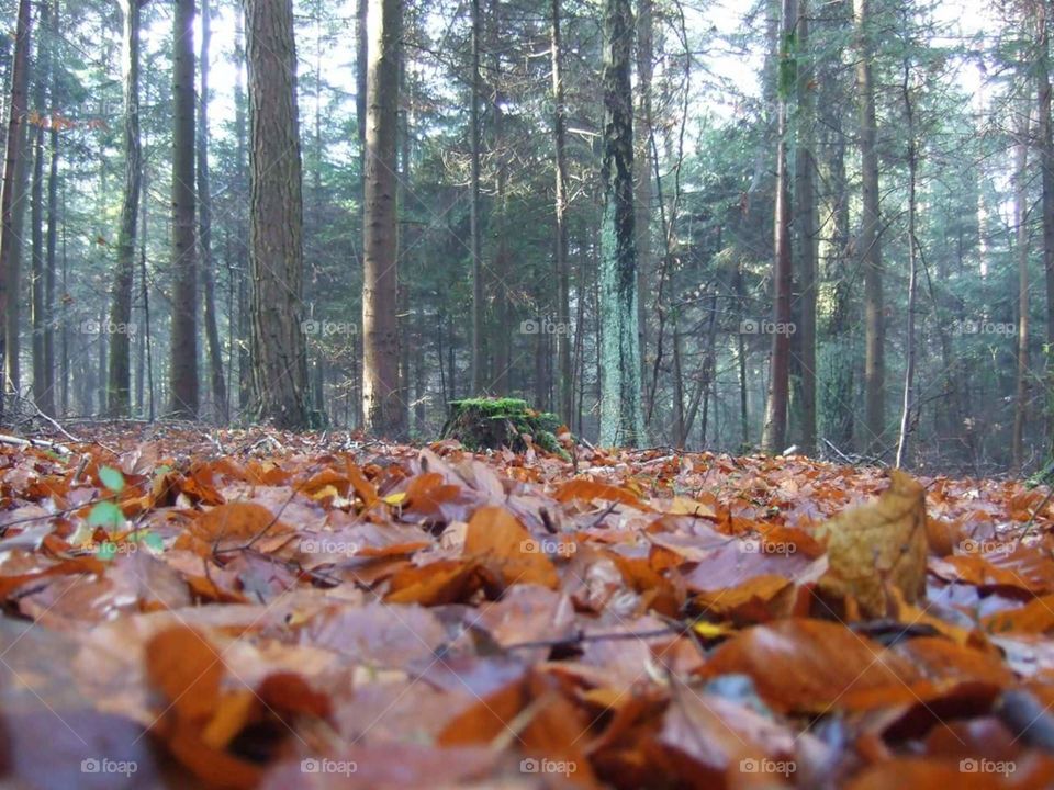las Łysica