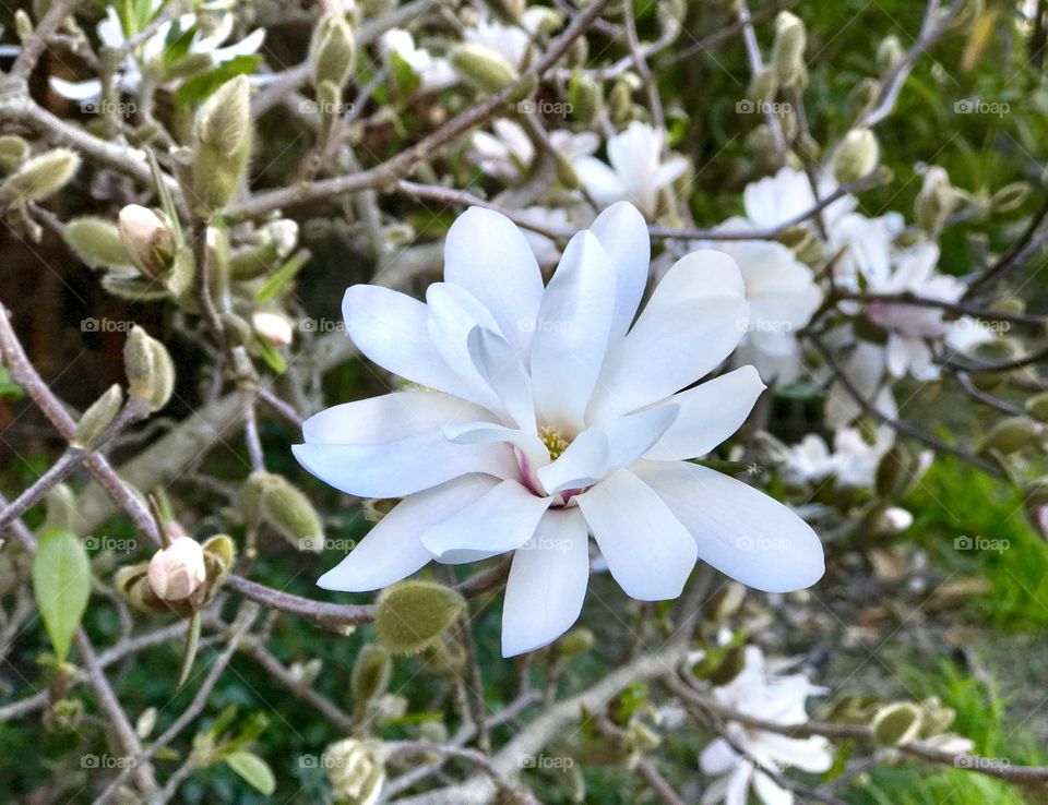 Spring flowers 