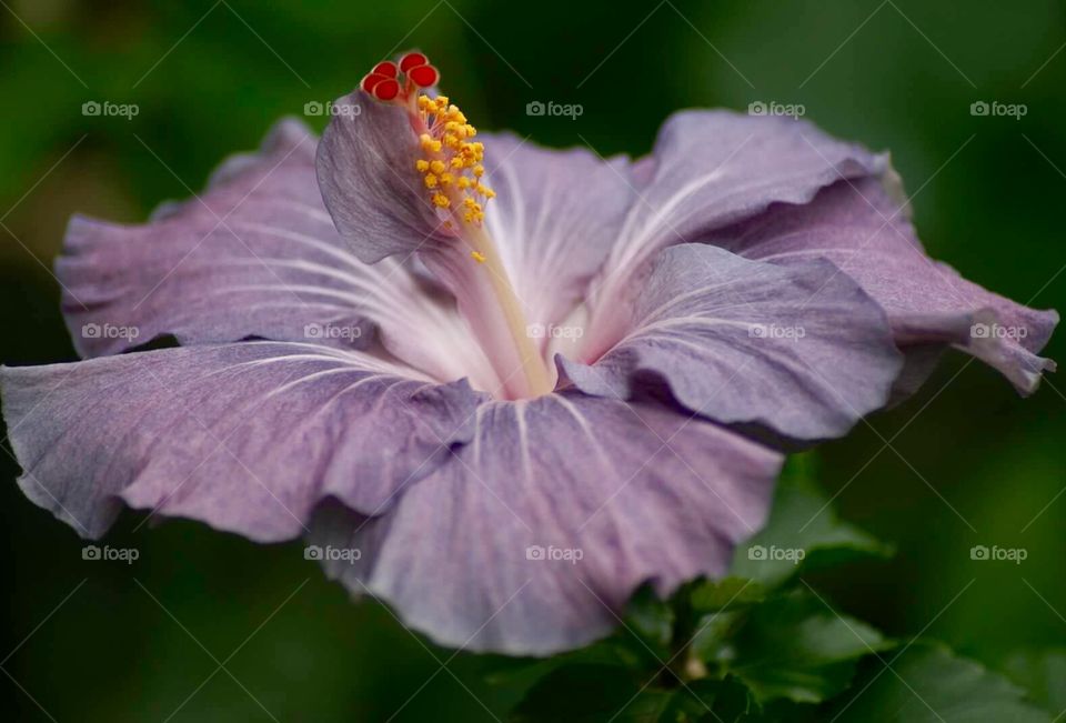 Purple hibiscus closeup