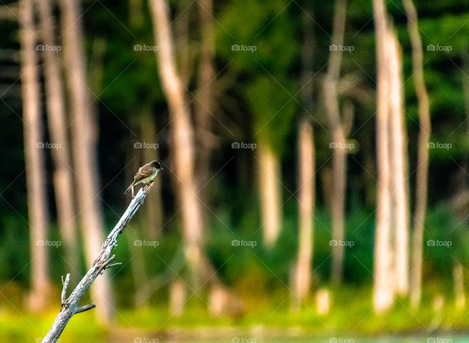 Beautiful bird with a blurred background at the Waseeka Wildlife Sanctuary