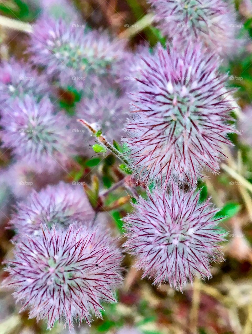 Fluffy weeds