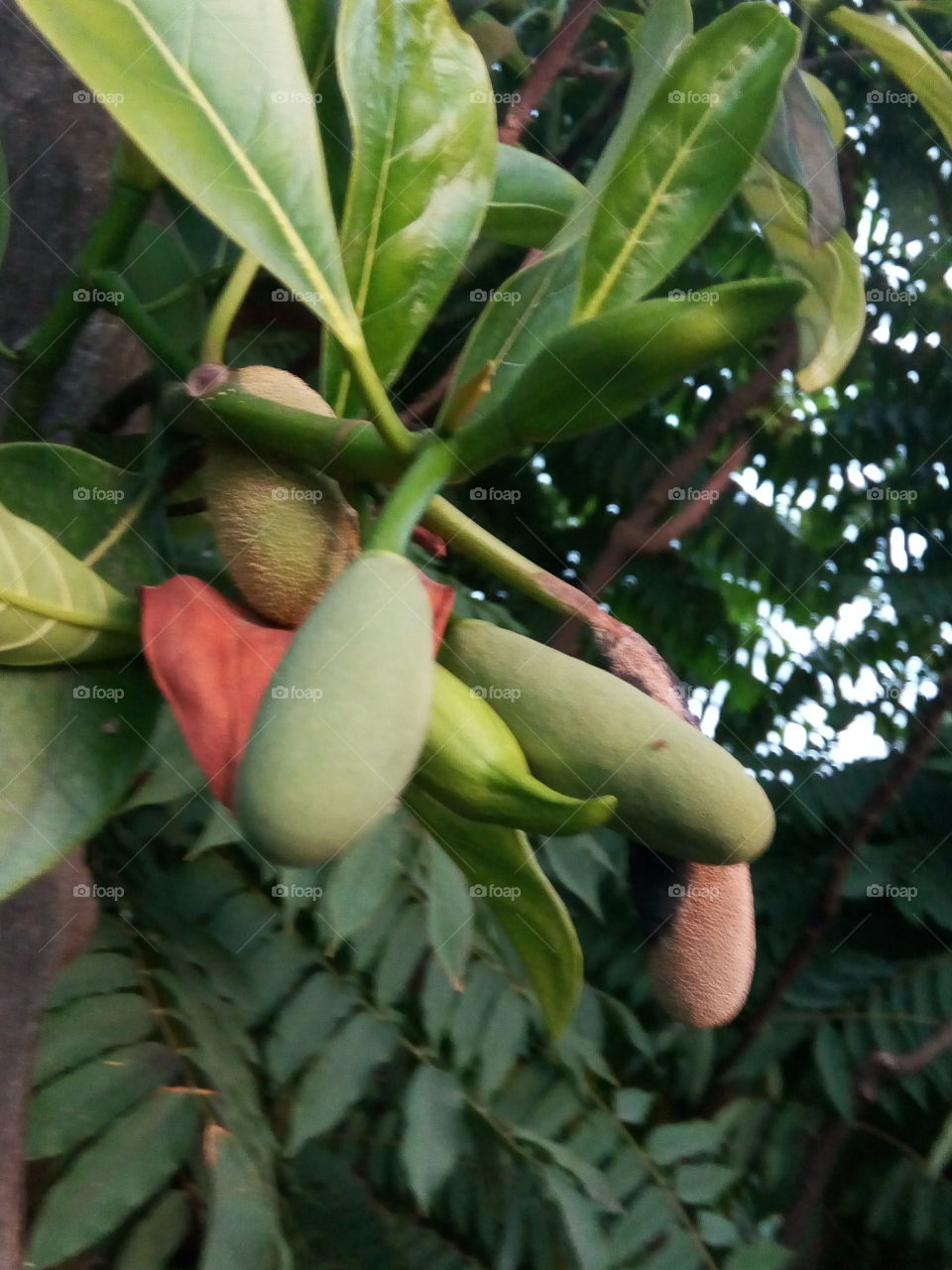 young jackfruits