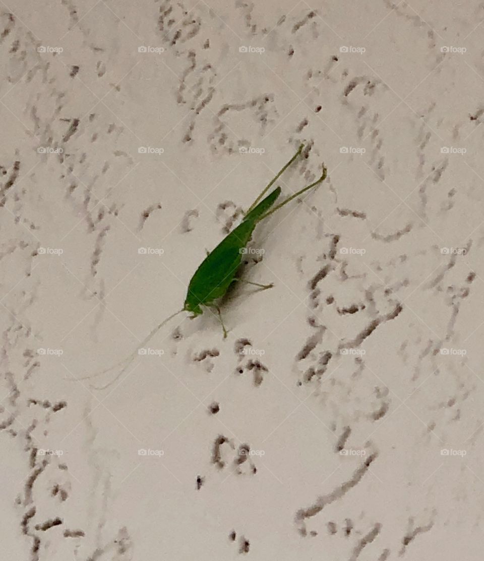 Leaf bug