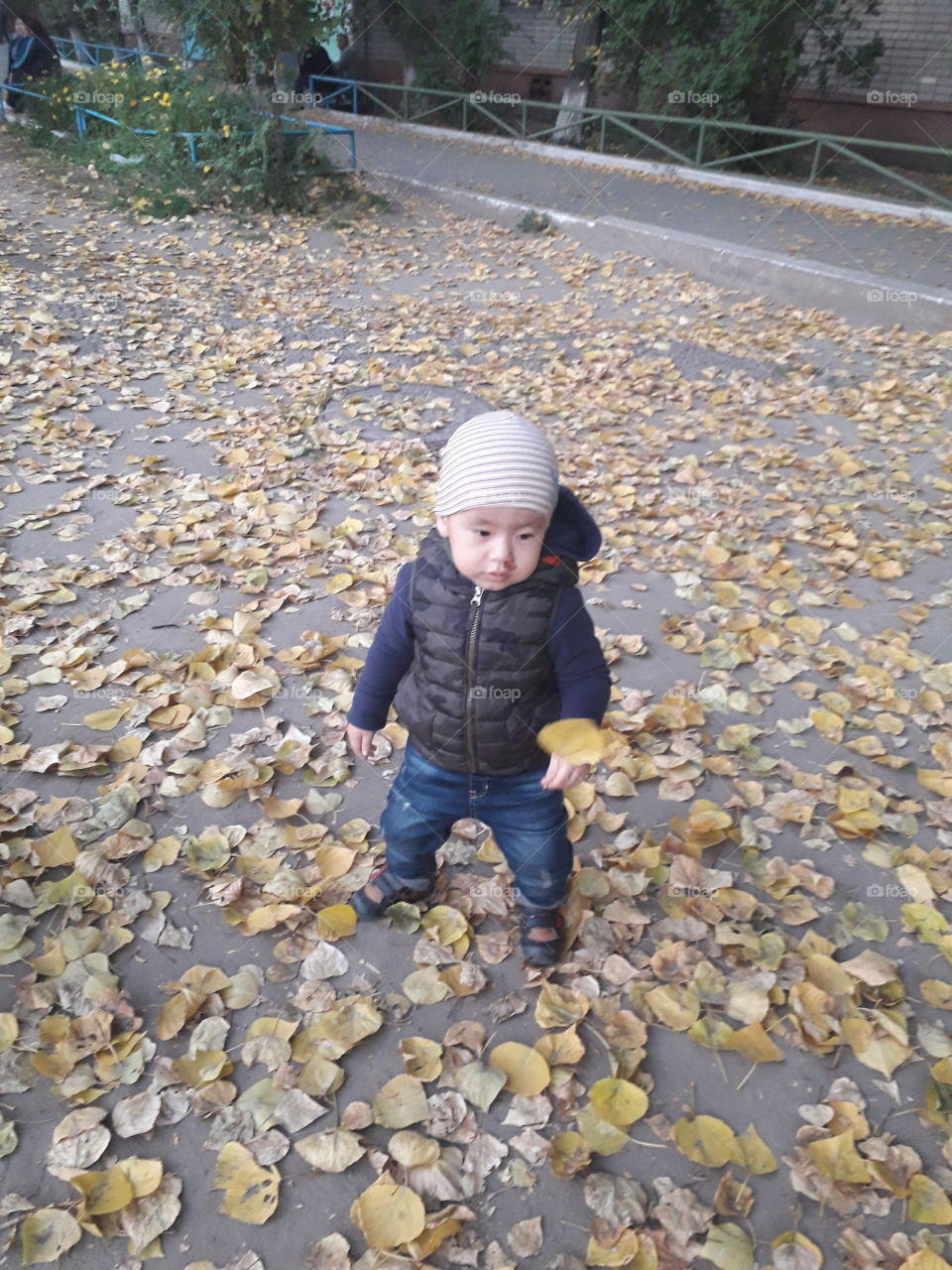 листья падали