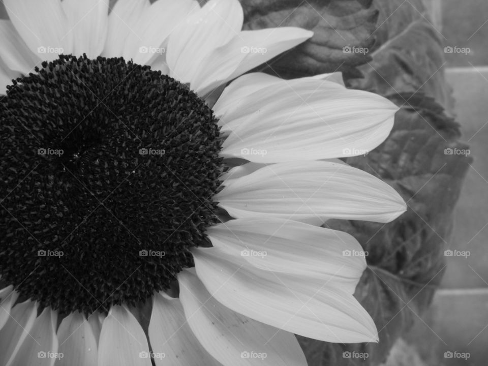 Colorless Sunflower