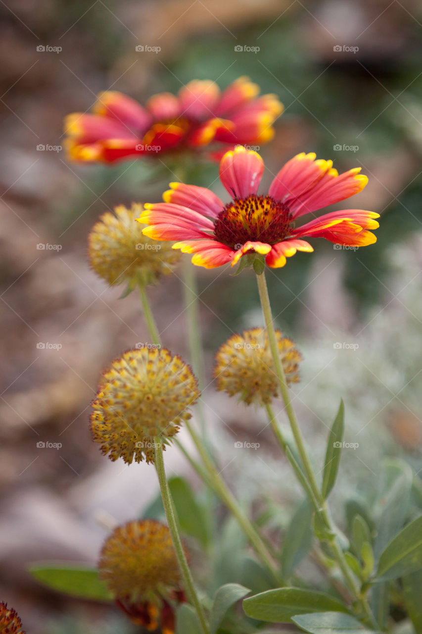 Close-up of blooming flower