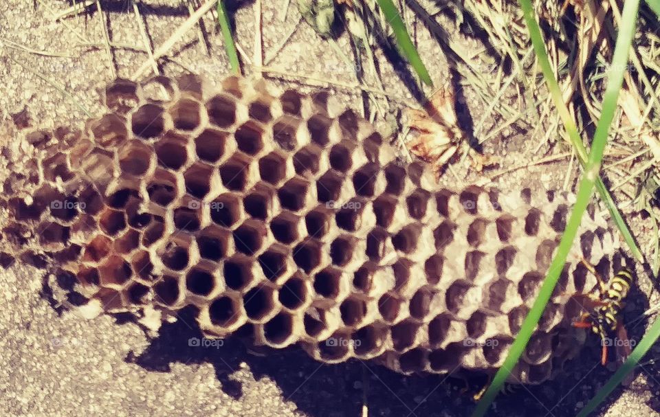 Wasp nest on the ground with wasp