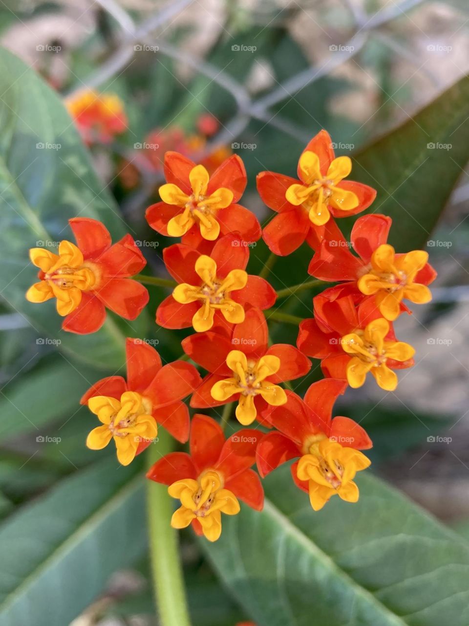 🌹 🇺🇸 Very beautiful flowers to brighten our day.  Live nature and its beauty. Did you like the delicate petals? / 🇧🇷 Flores muito bonitas para alegrar nosso dia. Viva a natureza e sua beleza. Gostaram das pétalas delicadas? 