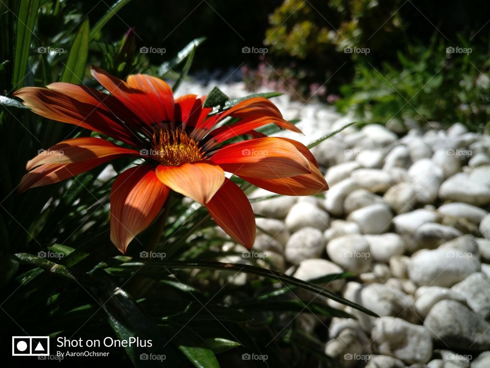 Gazania