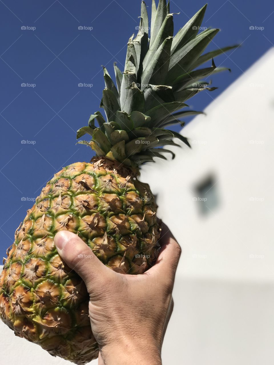 Woman hand holding pineapple