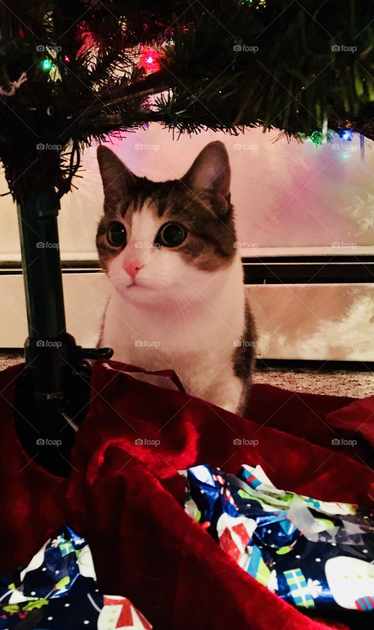 Kitten under Christmas tree surrounded by presents