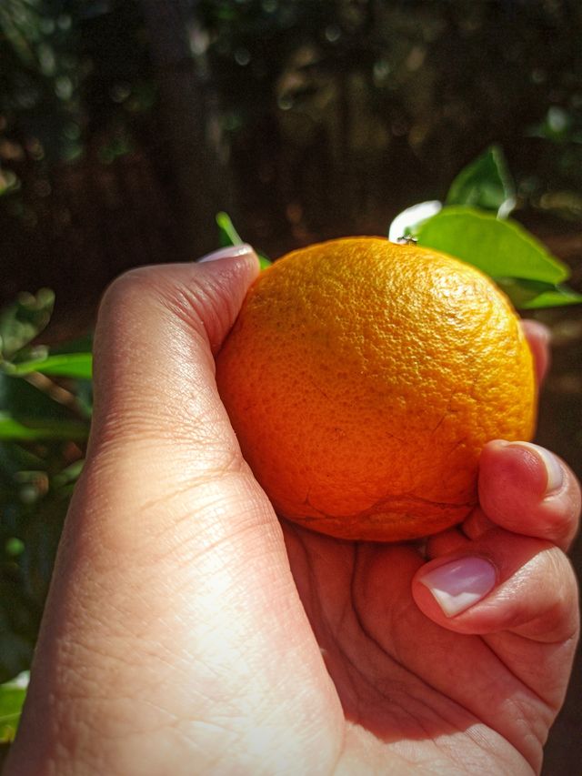 laranja