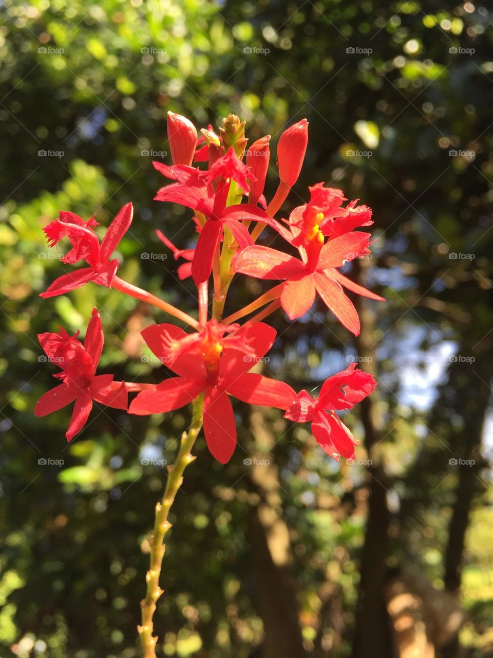 Wild orchids