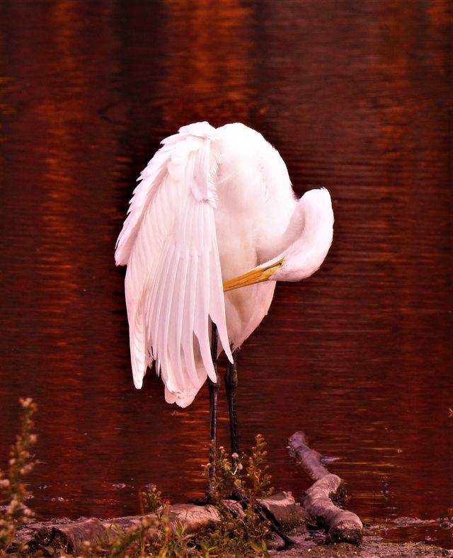 Snowy Egret