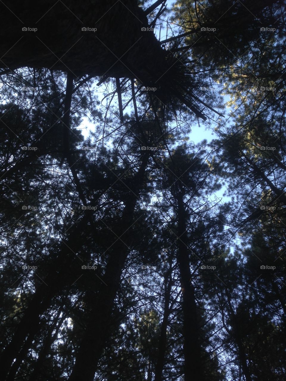 Looking up in the trees